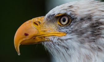 Trumps cyber strategi bald eagle