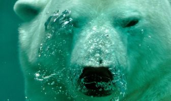 Tysklands underrättelsetjänst pekar ut Ryssland i attack mot energibolag berserk bear